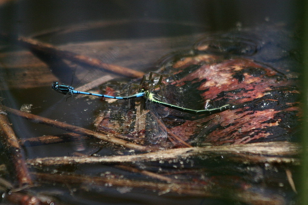 C. puella - Accoppiamento finito male